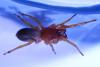 Dysdera crocata